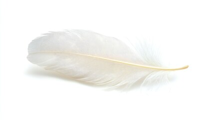 Poster - Delicate White Feather Isolated on a Clean White Background Symbolizing Purity and Peacefulness