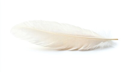 Aufkleber - Delicate White Feather Isolated on Clean Background Symbolizing Purity and Serenity