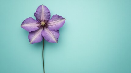 Poster - Vibrant Purple Clematis Blossom Against Soft Mint Green Backdrop