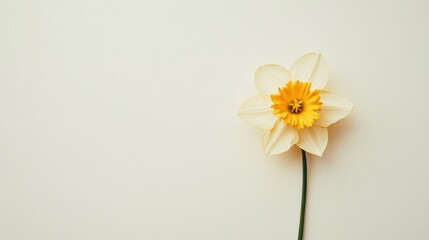 Aufkleber - Single Radiant Yellow Daffodil on Soft White Background for Spring and Floral Themes