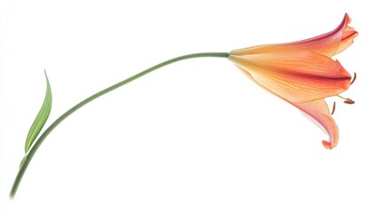 Aufkleber - Elegant single orange lily flower side view isolated on white background showcasing delicate petals and vibrant colors with clipping path