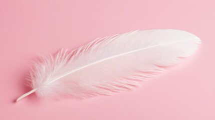Poster - delicate white feather resting on a soft blush pink dreamy pastel background for gentle aesthetic de