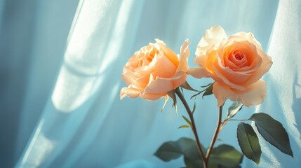 Poster - Soft glowing roses with light blue curtains in a minimalist indoor space capturing natural light and floral decor aesthetics