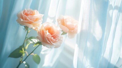 Poster - Roses softly illuminated by natural light through light blue curtains in a minimalist indoor setting showcasing floral decor elegance