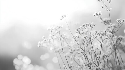 Poster - Delicate Floral Silhouette on Soft Focus White Background with Monochrome Light Bokeh Effect