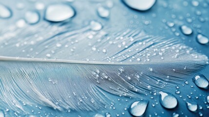 Poster - delicate feather adorned with shimmering water droplets on a serene blue background perfect for natu