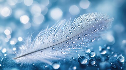 Poster - Delicate feather adorned with water droplets resting on a serene blue background creating a soothing and tranquil visual experience.