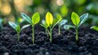 © Eakanan - Flourishing Seedlings in Rich Soil Symbolizing Nature's Renewal and Growth Potential