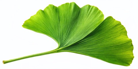 Canvas Print - Single Green Ginkgo Biloba Leaf Isolated on White Background - High-Resolution Stock Photo