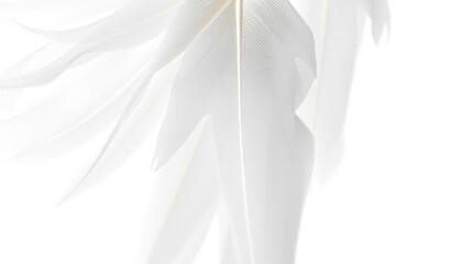 Wall Mural - delicate white petals, extreme close-up, soft focus, ethereal, minimalist, high-key lighting, abstra