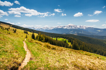 Poster - Breathtaking view of snow-capped peaks and green meadows on a sunny day. Chornohora ridge, Carpathian mountains, Ukraine, Europe.