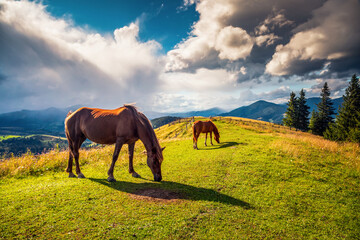 Wall Mural - wild arabian horses graze on pure alpine pasture against the backdrop of gorgeous skies.