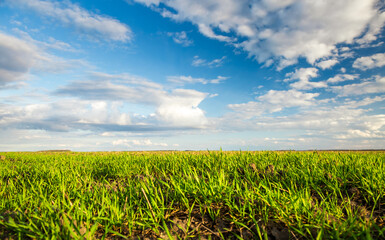 Wall Mural - A splendid blue sky with white clouds over the spring fields on which fresh greens have grown.