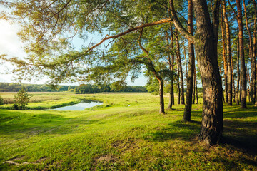 Wall Mural - A fabulous view of a green forest with coniferous trees and shining grass in sunny weather. Location is Ukraine, Europe.