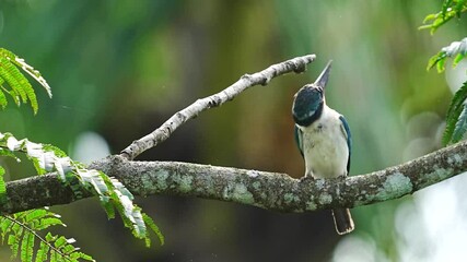 Wall Mural - a Collared kingfisher bird rubbing its beak on a tree branch