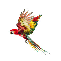 Wall Mural - Colorful parrot flying with spread wings