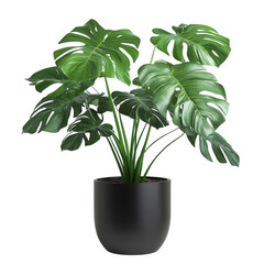 Wall Mural - a lush green monstera plant in a sleek black pot. showcasing large. split leaves that add a touch of nature and elegance to any indoor space perfect for enhancing interior decor and promoting a calmin