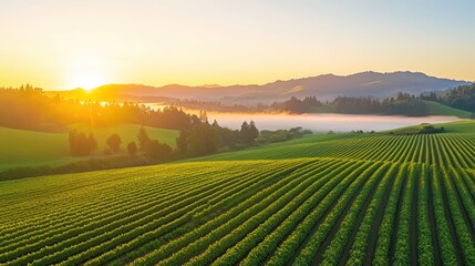 Wall Mural - Vineyard sunset, golden hour illuminates rows of grapevines in warm light