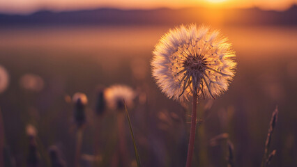 Poster - A serene backdrop featuring a golden sunset and dandelions, perfect for meditation and relaxation