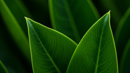 Poster - Sections featuring lush green leaves