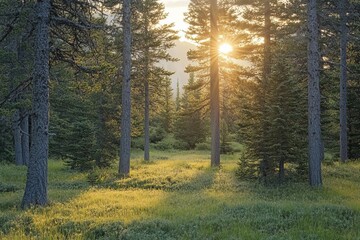 Aufkleber - The sun gently peeks through dense trees in a tranquil forest setting, casting dappled light on the lush green floor, creating a peaceful atmosphere.