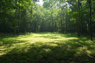 Aufkleber - A serene forest clearing bathed in warm sunlight, surrounded by tall trees and a lush carpet of greenery, creating a peaceful and inviting atmosphere.