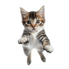 n adorable kitten with a playful expression. captured mid-air against a white background its striped fur and large. expressive eyes convey curiosity and innocence. making it a charming representation