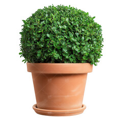 Wall Mural - round. lush green topiary plant in a simple terracotta pot. showcasing a neat and decorative appearance suitable for indoor or outdoor decor the plant adds a natural touch to the environment. enhancin