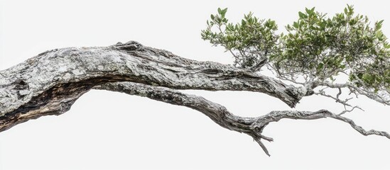 Windswept tree branch, coastal cliff, white background, nature design
