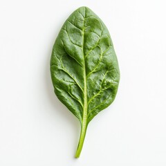 Poster - Fresh spinach leaf showcasing vibrant green color and texture, ideal for culinary dishes and nutrition-focused recipes