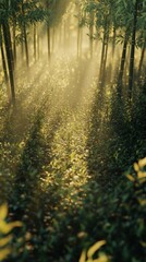 Poster - Dense bamboo forest with sunlight casting long shadows across lush green undergrowth during a tranquil morning