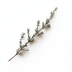 Poster - Delicate sprig of rosemary showcasing vibrant green hues on a clean white background in natural lighting