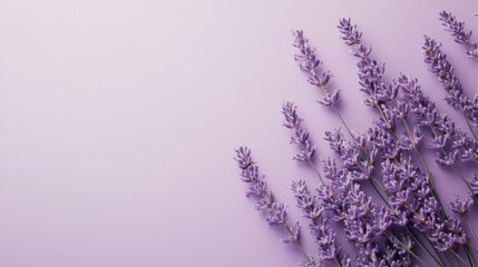 Poster - Lavender blooms arranged elegantly on a minimalist monochromatic background in soft purple tones
