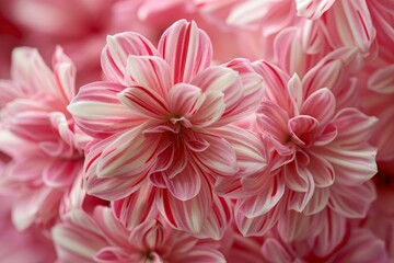 Poster - Pink and white dahlia flowers blooming in a garden, creating a beautiful natural background