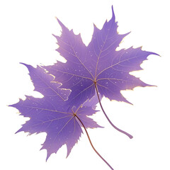 Poster - Delicate purple maple leaves