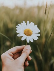 Aufkleber - Close-up of a daisy blooming in a vibrant green field under soft sunlight during summer