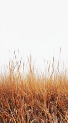 Naklejka na meble Textured layer of golden brown grass swaying gently in a soft breeze under clear blue skies