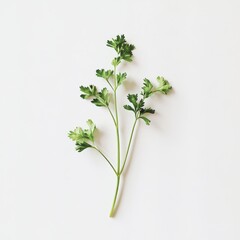 Poster - Fresh cilantro sprig with delicate green leaves presenting a vibrant addition to culinary creations