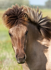 portrait of young wild Konik horse at Sude lowlands nature reserve, Mecklenburg-Western Pomerania