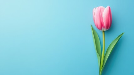 Wall Mural - single pink tulip on light blue background, symbolizing spring and renewal
