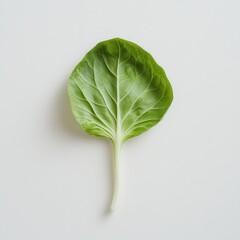 Poster - Fresh bok choy leaf showcasing vibrant green color on a plain background