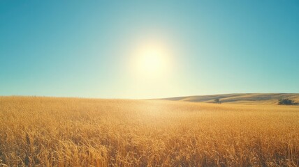 Wall Mural - sunlit golden wheat field under clear blue sky