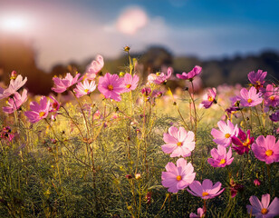 Wall Mural - Red Mexican Aster in a field of flowers