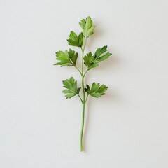Poster - Fresh parsley sprig vibrant in color on a clean background ready for culinary use and garnishing dishes