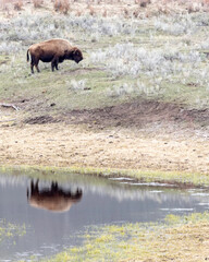 Wall Mural - a female bison or american buffalo (bison bison) reflection as she grazes in yellowstone national pa