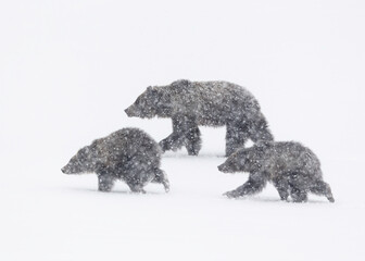 Wall Mural - grizzly bear, (ursus arctos horribilis), falicia with cubs in a spring snowstorm, grand teton nation