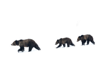 Wall Mural - grizzly bear, (ursus arctos horribilis), falicia with cubs in a spring snowstorm, grand teton nation