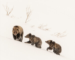 Wall Mural - grizzly bear, (ursus arctos horribilis), falicia with cubs in a spring snowstorm, grand teton nation