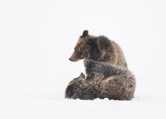 Wall Mural - grizzly bear, (ursus arctos horribilis), falicia with cubs in a spring snowstorm, grand teton nation