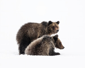 Wall Mural - grizzly bear, (ursus arctos horribilis), falicia with cubs in a spring snowstorm, grand teton nation